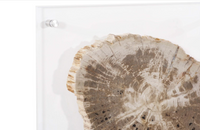 Floating Petrified Slice Wall Art
